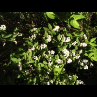Deutzia scabra cv Candidissima (fam Saxifragacees) (2)